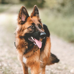 Michael Borman German Shepherd