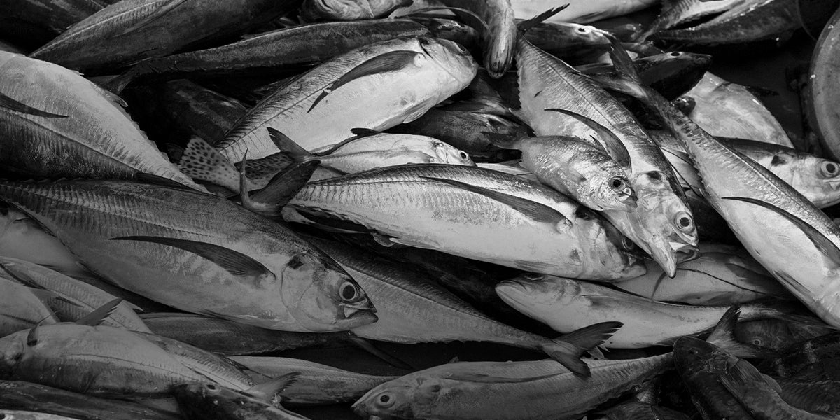 IEMA Fish Photography
