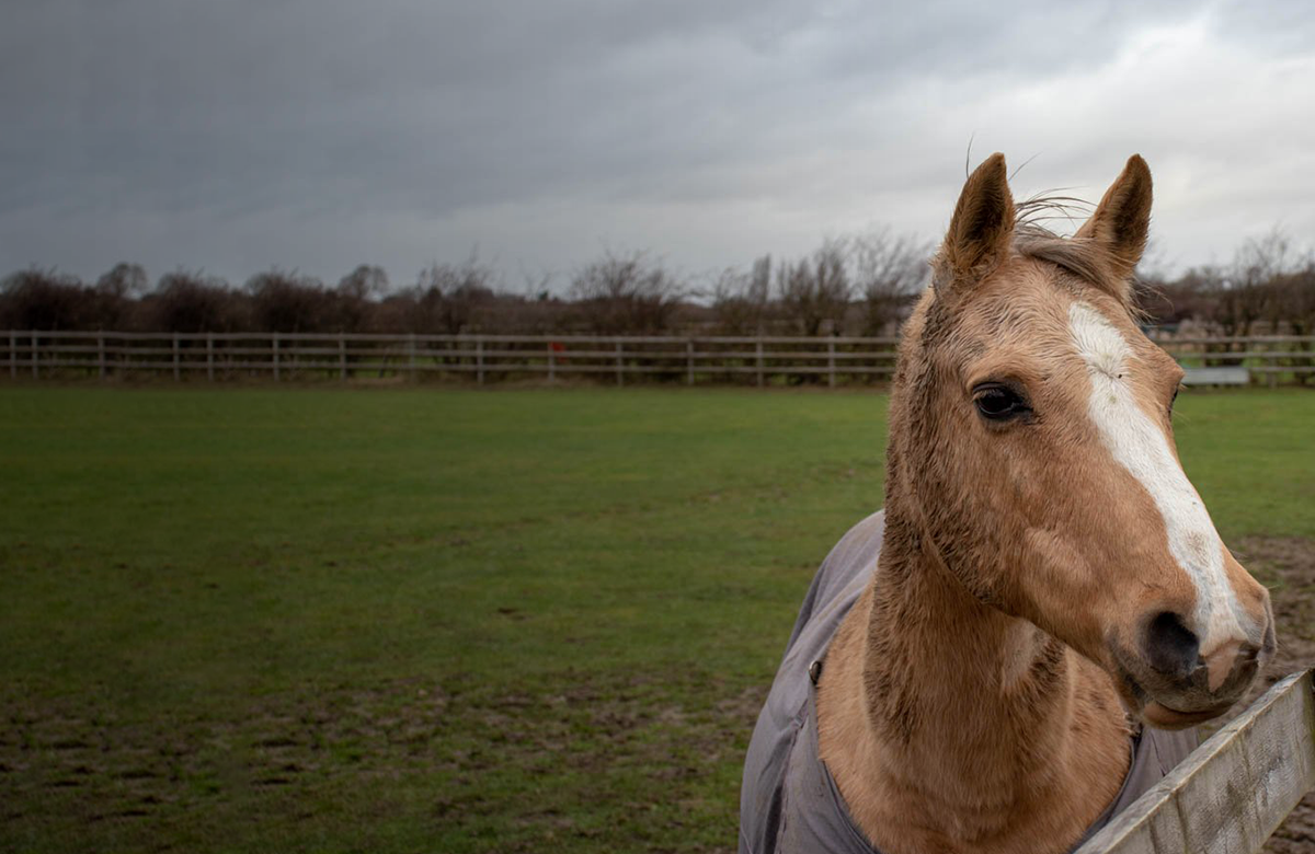 Bransby Horse Photography