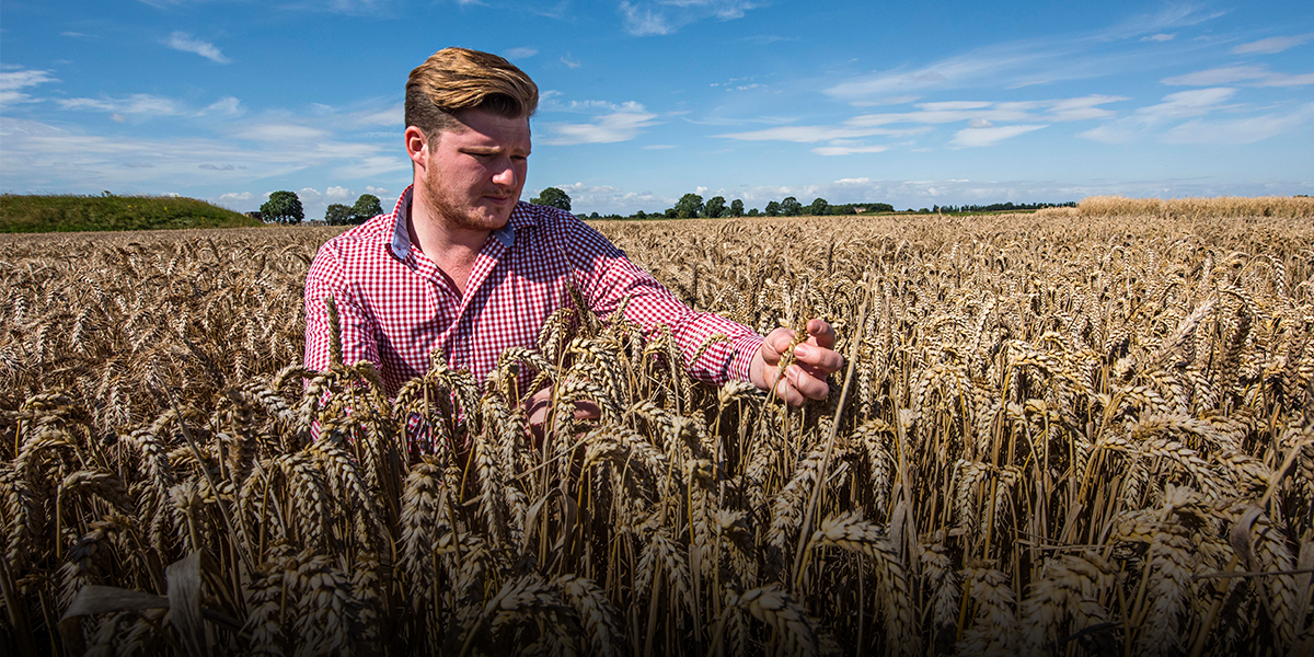 Elsoms Wheat Photography