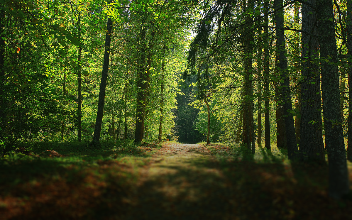 Forest Photography
