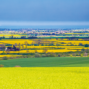 Henry Ruddock Countryside