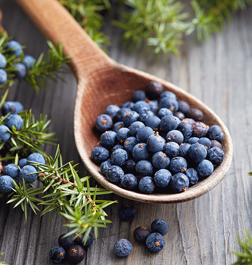 blueberries photo
