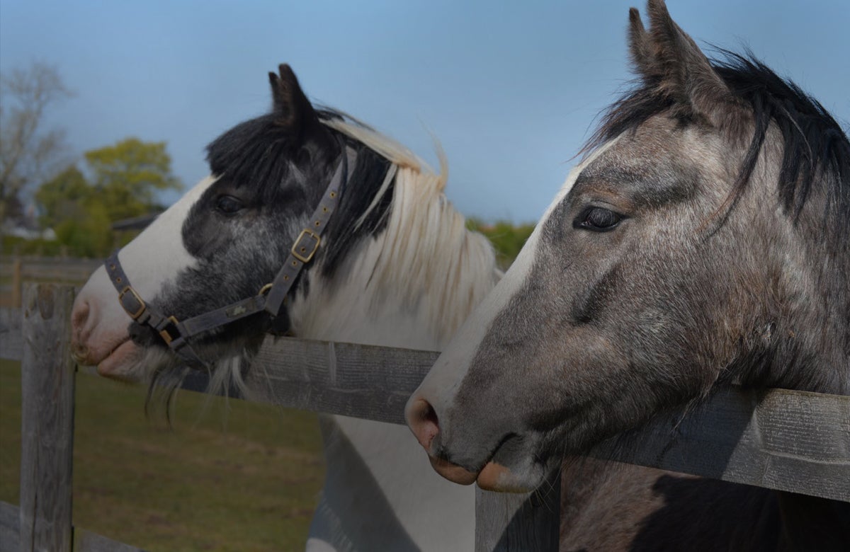 Bransby Horses Outdoor Photography