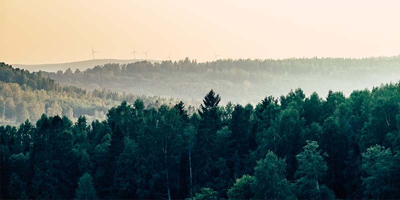 Sustainability Forest Photography