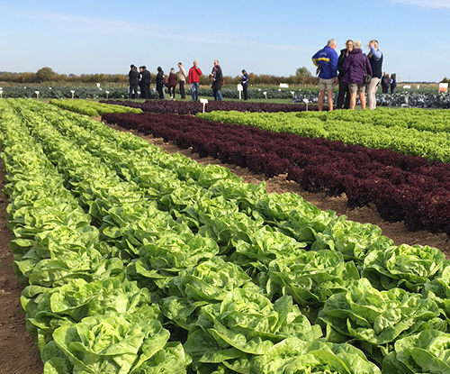 Elsoms Seeds Case Study