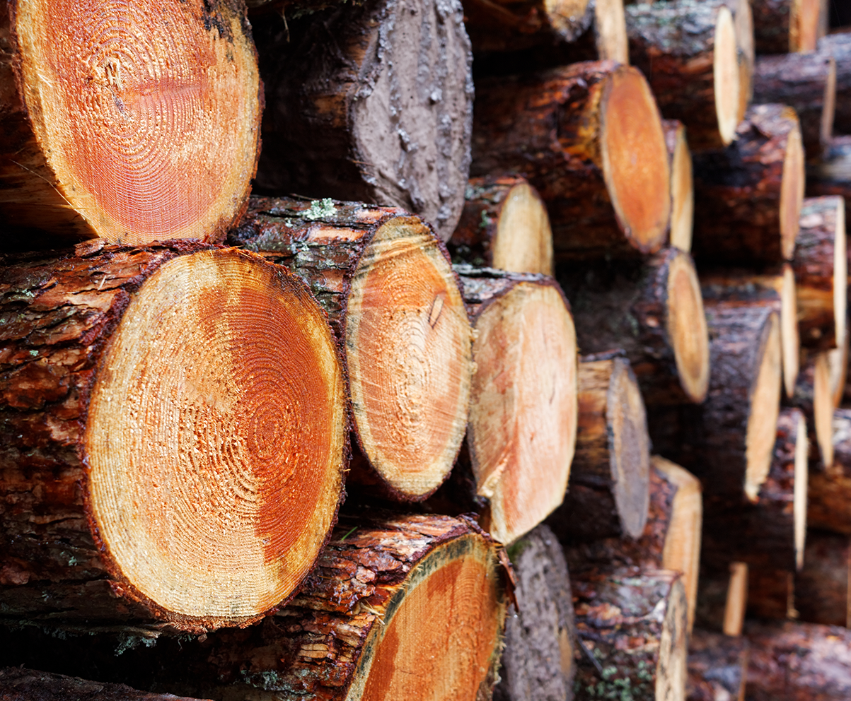 Photograph of Logs