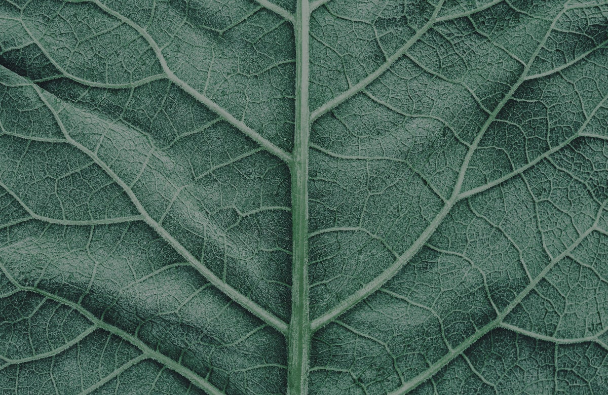 leaf