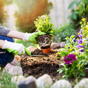 Aggie hobby 1 gardening