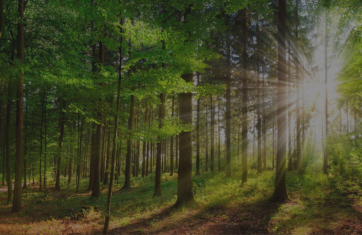 Image of a green forest 