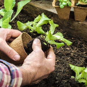 Ady Potter Gardening