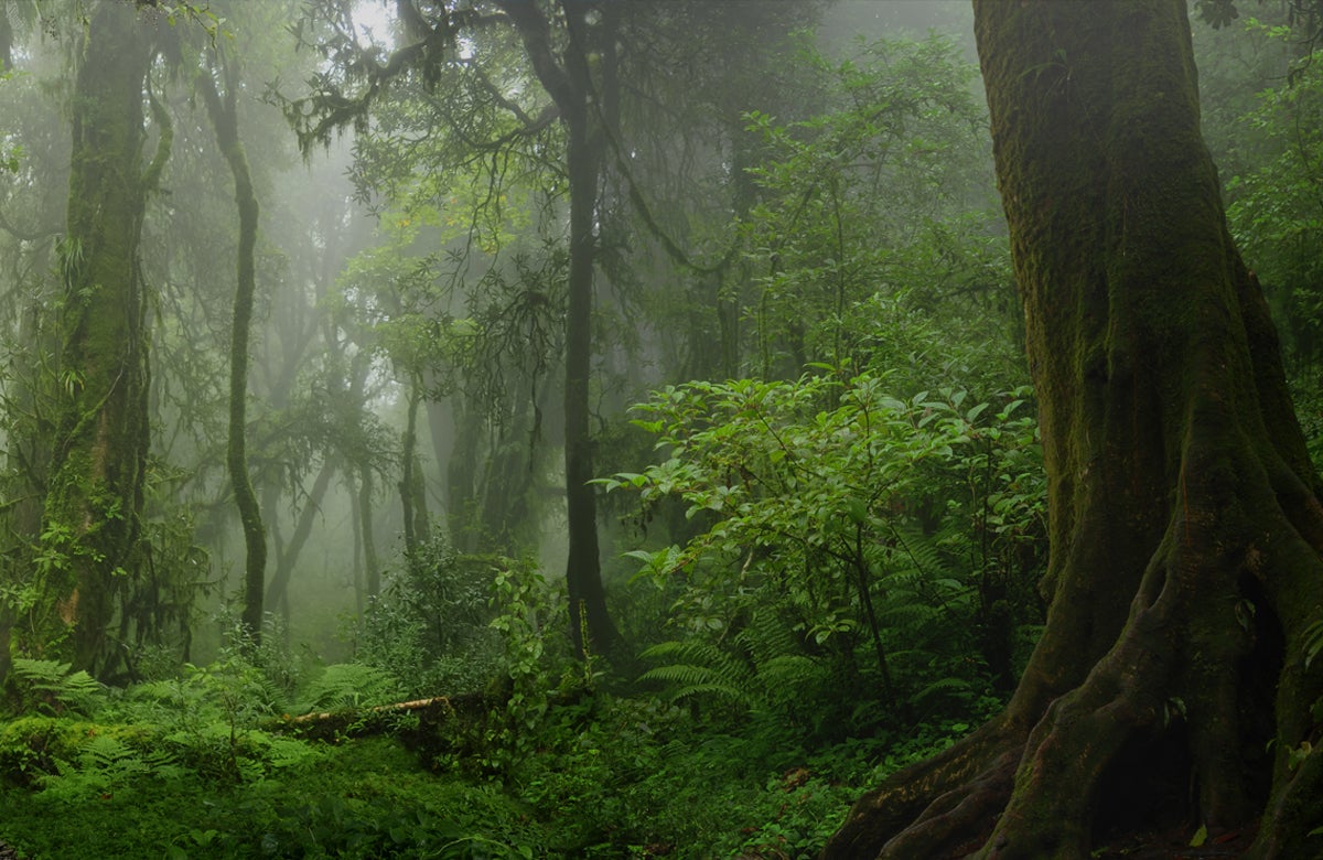 Forest Fog Photography