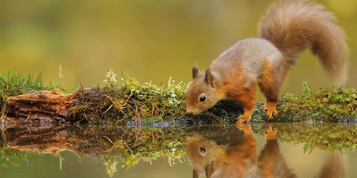 Wildlife Trust Photography