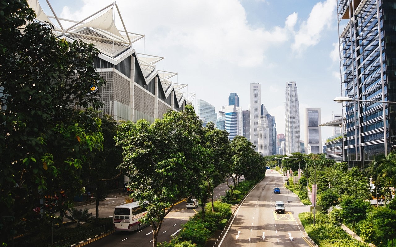 Green trees in the city