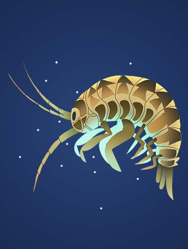 Animated image of non-native invasive species