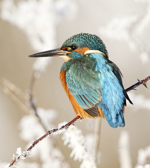 Wildlife Trusts Case Study Image 5