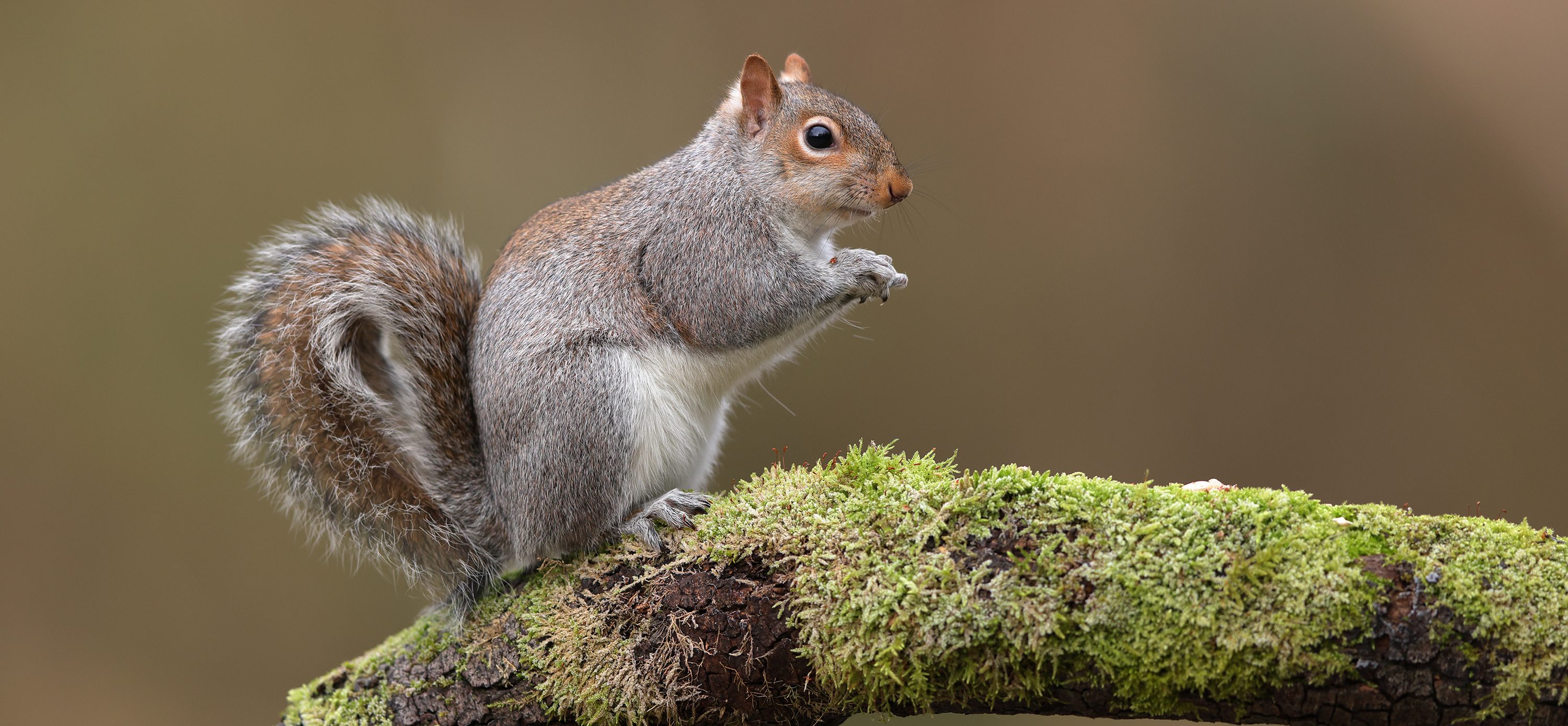 Ruddocks and the Wildlife Trusts