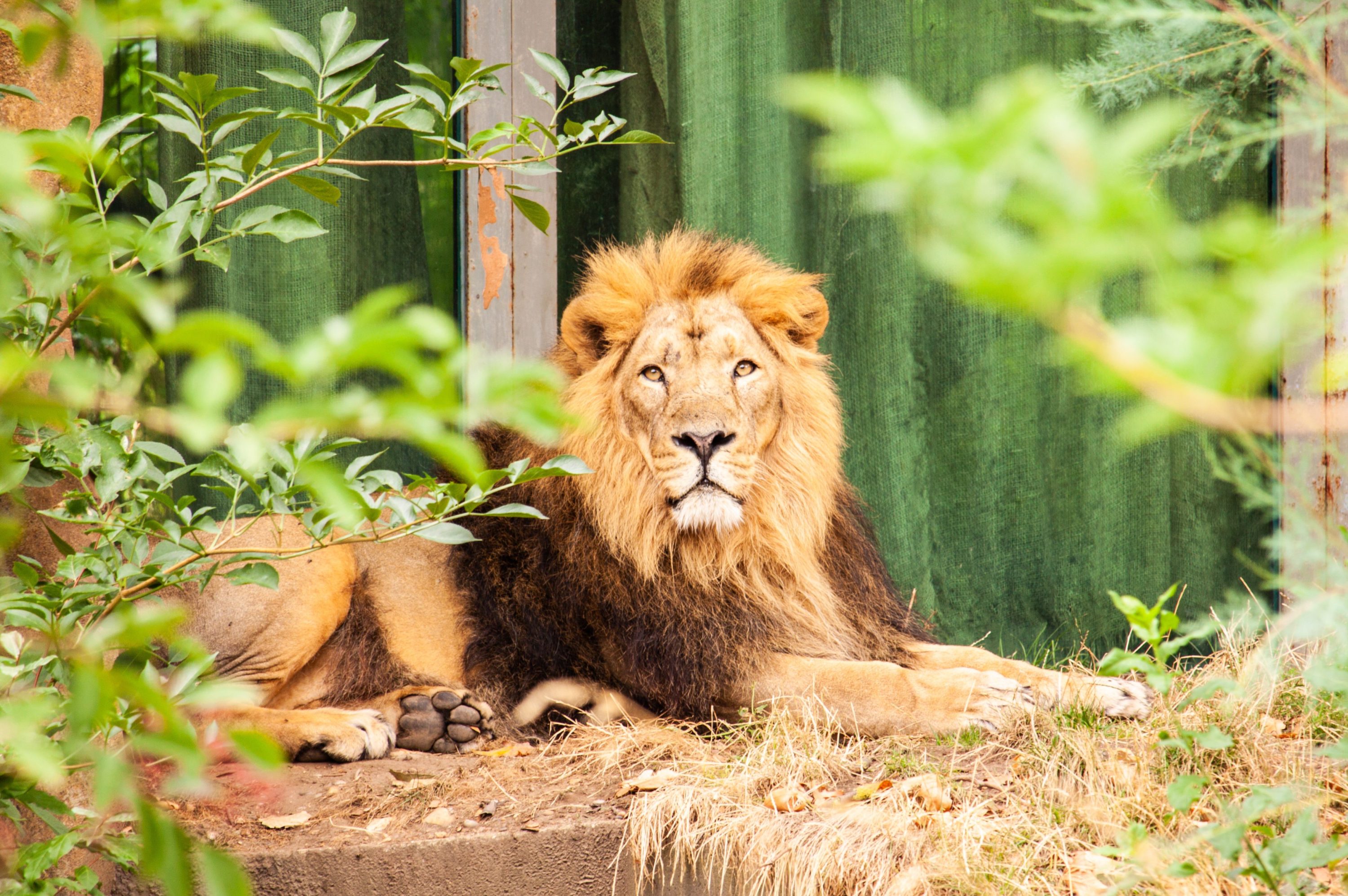 Zondon Loo Lion