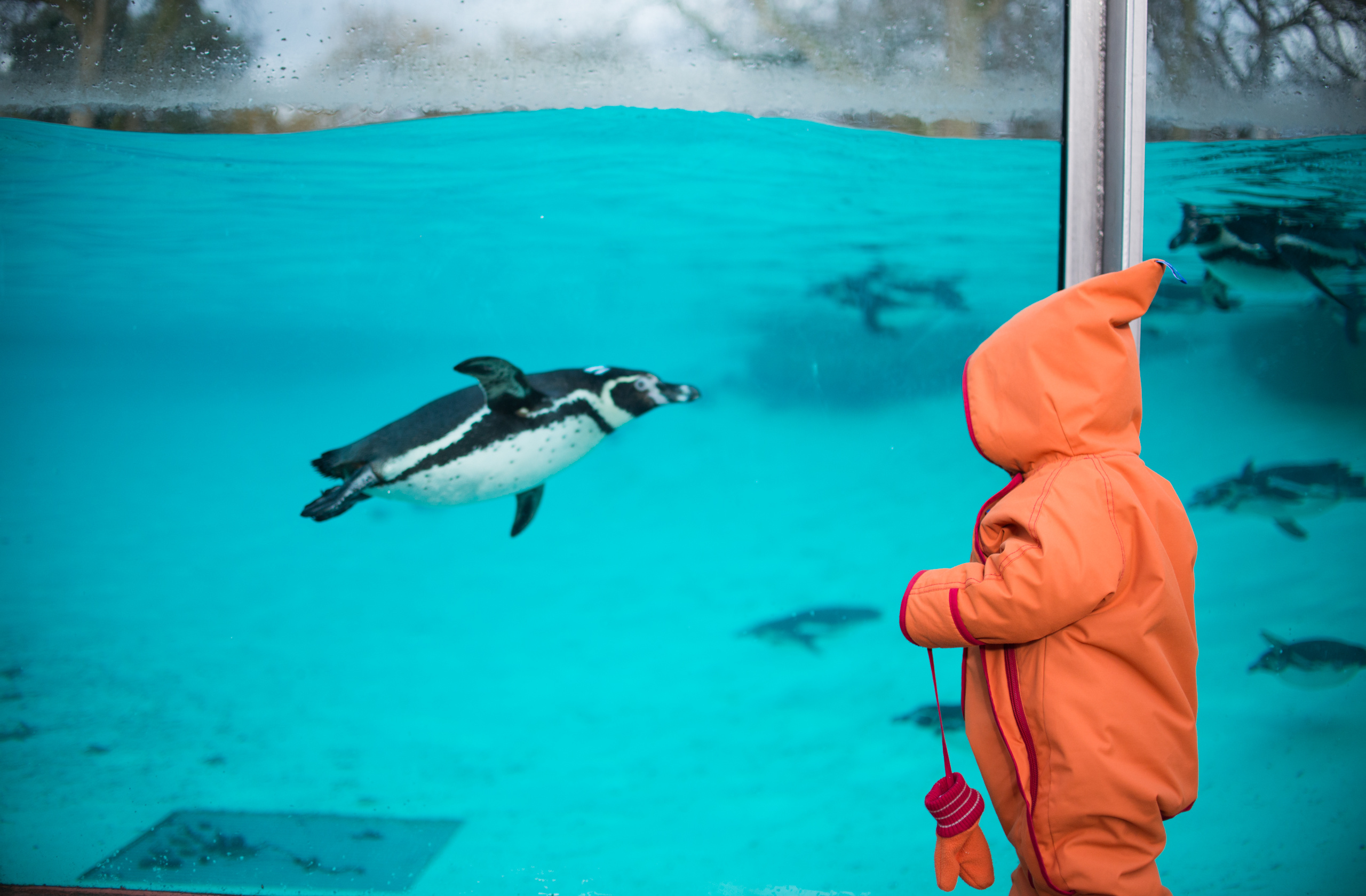 Penguin and child at London Zoo